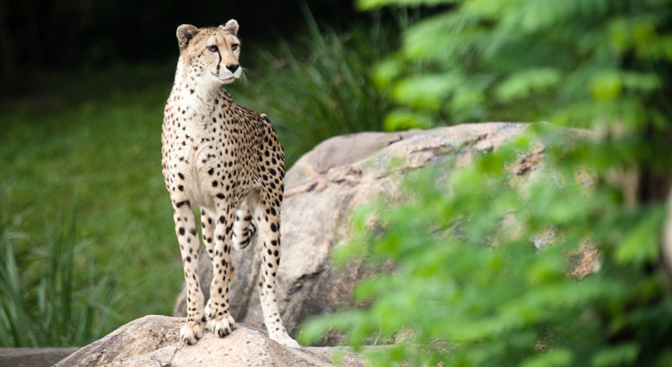 Disney World Animal Kingdom Gepard Foto Disney
